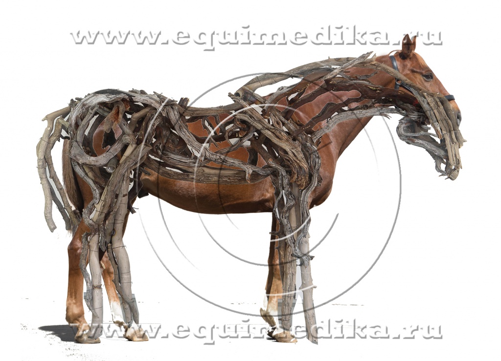 деревянные мышцы_ART_0523.jpg деревянные мышцы_ART_0523_new.jpg