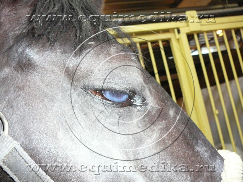 Ветеринария: Не закрывайте глаза на глаза лошади! // ЗМ № 1/2004